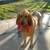 ***LONG TERM PET CARE IN MY HOME ON 5 ACRES **** 7 thumbnail