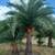 Palm Trees Wholesale prices with delivery and installation 11 thumbnail