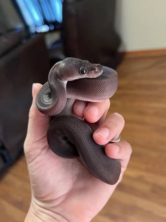 Macho Ball Python Black Pastel Suma402026878300989444
