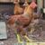 Rooster 1 thumbnail