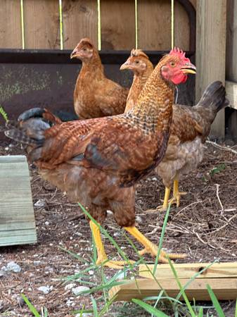 Rooster 1