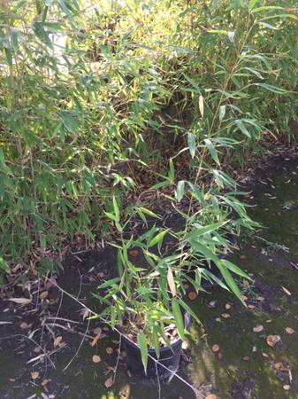 Bamboo Live Plants- Natural Privacy Shade Fence 1