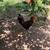 Game roosters 3 thumbnail