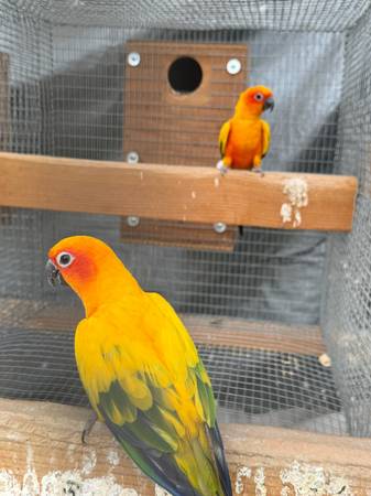 Pair Sun conures 1