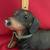 Black Dachsund Dog Figurine Large Special by Conversation Concepts- 6 thumbnail