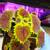 Coleus easy maintenance houseplant 5 thumbnail
