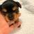 Yorkie pups 7 thumbnail
