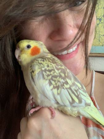 Missing cockatiel (Bay Point)64207904341633121