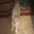 KITTY REHOMING 5 MONTHS 7 thumbnail