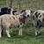 Jacob Sheep Male Intact 2 thumbnail