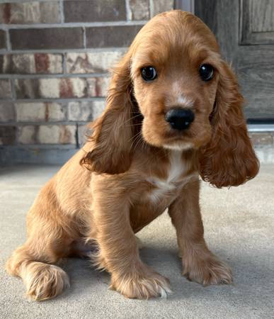 Spaniel macho (Katy)63859313691521120