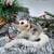 Sugar Gliders 2 thumbnail