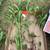 Shasta daisy flower. Perennial plants. Come back now. Ready to transpl 5 thumbnail