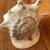 Conch Seashell; 8 Inches 3 thumbnail
