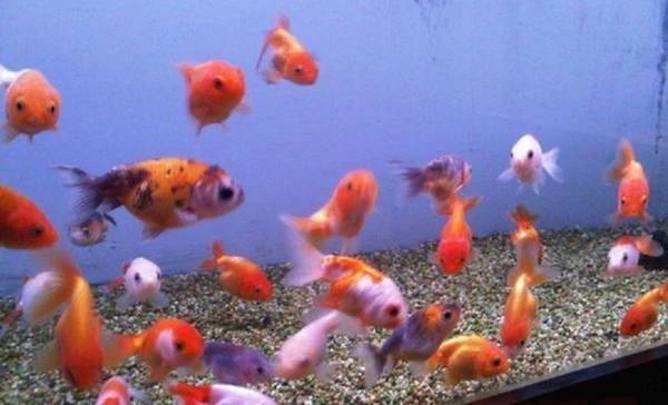Assorted ranchu goldfish 1
