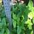 Healthy very large hydrangeas in a large resin planter 5 thumbnail