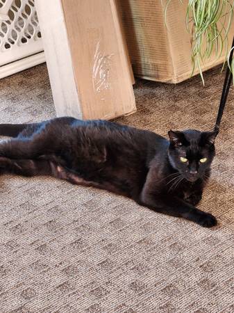 FOUND...FRIENDLY BLACK MALE CAT (Bothell)63800627075075122