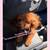 Pure red poodle looking for forever home 6 thumbnail