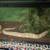 Butter Ball Python 3 thumbnail