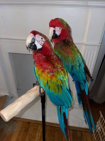 Macaw 1