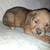 Rotweiller/cane corso 8 thumbnail