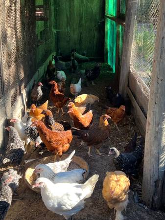 Chickens 1