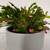 Christmas Zygo Blooming Cactus Plant in a Pot. 2 thumbnail