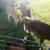 Bottle calves 2 thumbnail