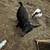 Nigerian Dwarf Doe 4 thumbnail