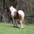 2yo Gypsy Vanner Filly 6 thumbnail