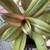 ‘Golden Oyster' Tradescantia House Plant 11 thumbnail