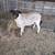 Dorper/Borrego 3 thumbnail