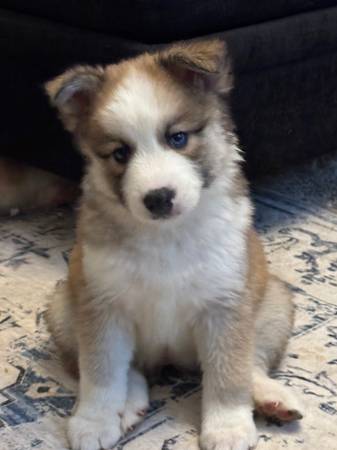 Pomsky Mix Puppies 1