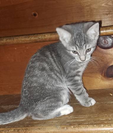 Kittens63948542916098123