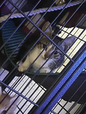 8 to 9 weeks old 1