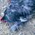 Gallinas chivos borregos patos etc 6 thumbnail
