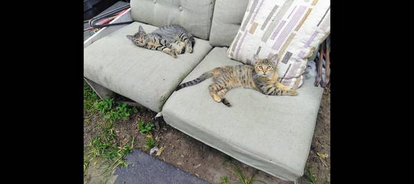 Two beautiful baby girls looking for safe, new home! 1