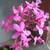 Epidendrum Radicans, Rare Purple Orchid 9 thumbnail