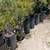 Tall Black Buckets  Military surplus 2 thumbnail