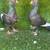 Pakistani pigeons 18 thumbnail