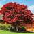 Japanese Red Maple trees 2-3 feet tall 4 thumbnail