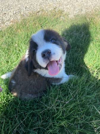Saint Bernard (Davis)63848874148737120