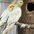 Emerald cockatiels 1 thumbnail