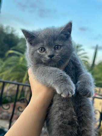 Rehoming Kittens63909865728258120