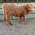 Mini Cattle and Mini Donkeys 6 thumbnail