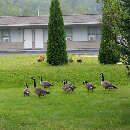 $375 Rooms for weekly/monthly in the Becket Motel (Becket, MA)64017046014979124