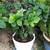 Hydrangea in a modern white pot 1 thumbnail