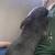 Rabbits 5 thumbnail