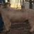 Year old crossbred gilt for sale 1 thumbnail