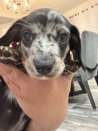 Doxie 1